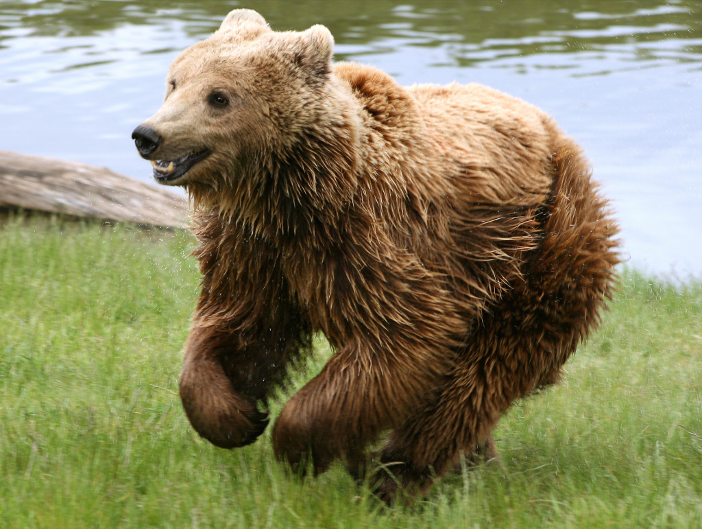 A picture of a happy Eurasian brown bear not in a cage.