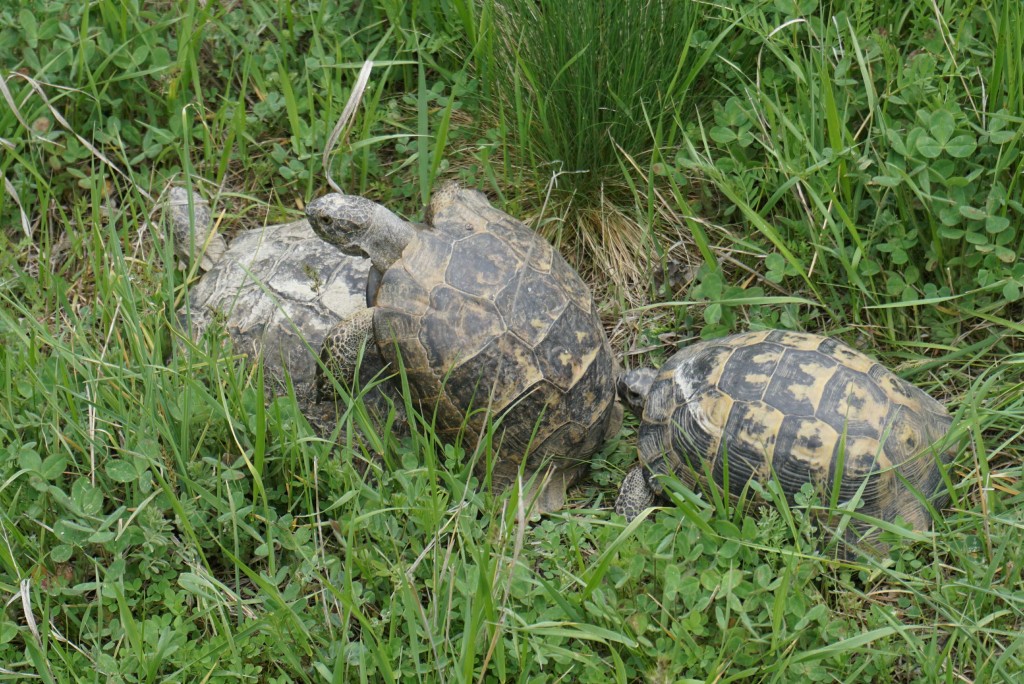 Love Valley tortoises getting frisky