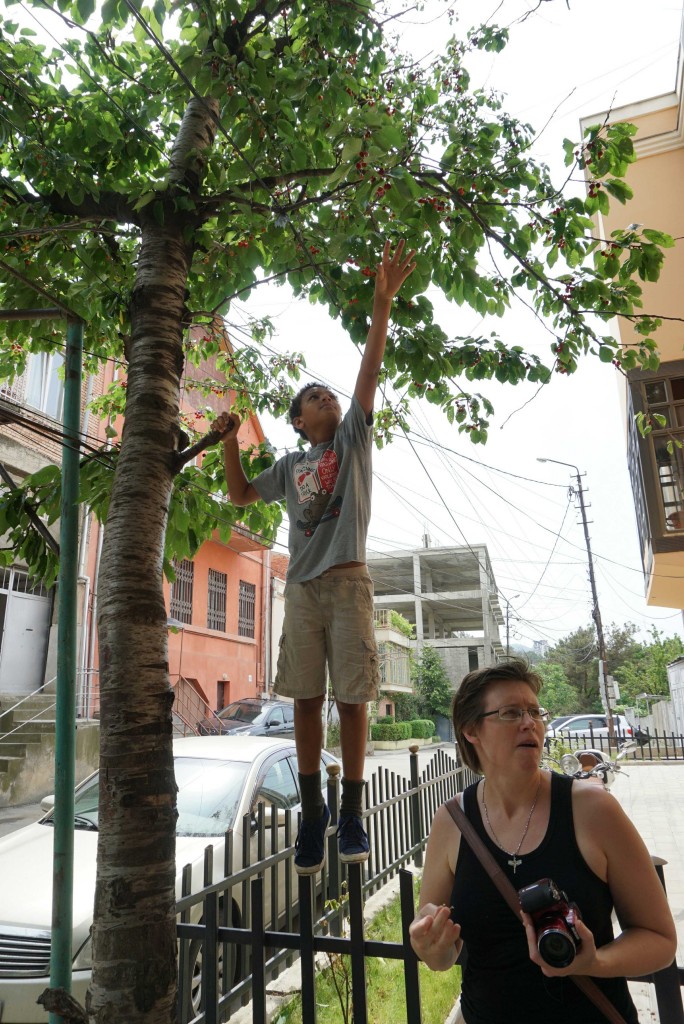 Elijah scrumping for ripe cherries in Tbilisi.