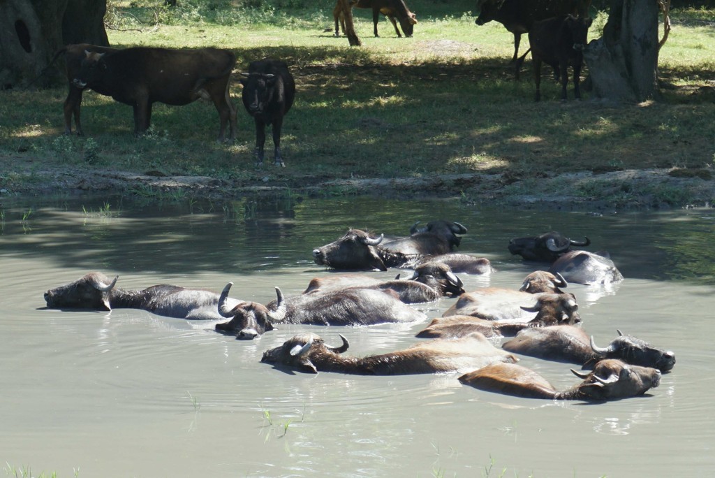 Buffalo keeping cool at the roadside were a common sight in Azerbaijan