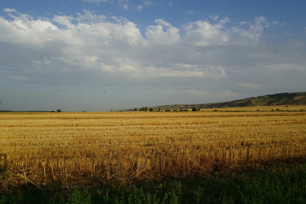 A calming picture of a wheatfield somewhere near Aghdash