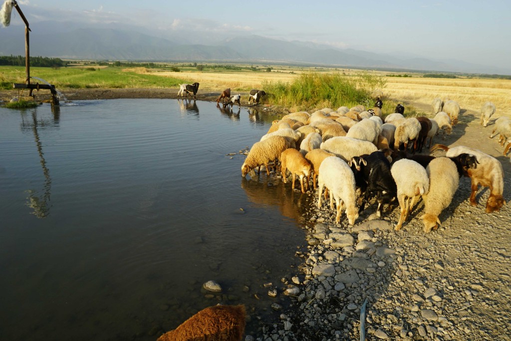 Watering hole near my campsite.