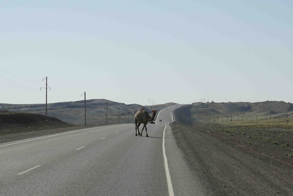 Out for a mosey on the Aktau-Shetpe highway