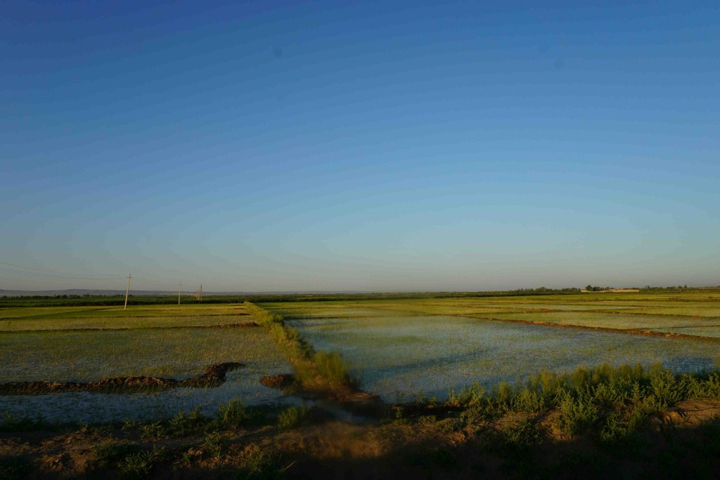 Rice paddies near Gurlan, Uzbekistan