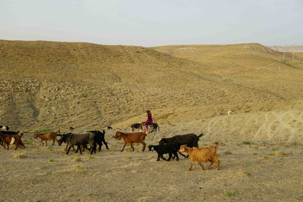 On the shepherd highway, Uzbekistan