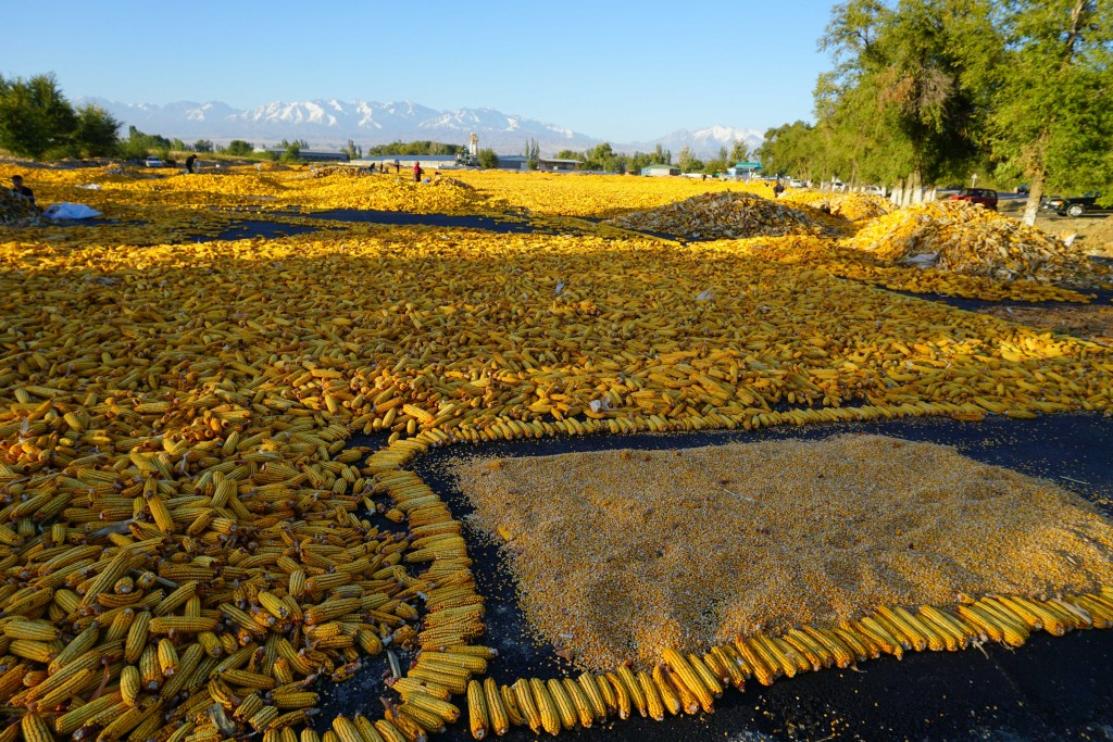 Corn drying in the evening sun near Zharkent, Kazakhstan