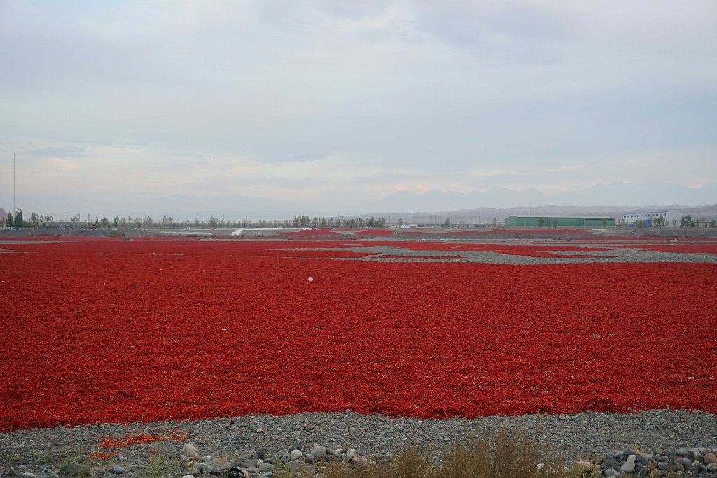 Acres of chillies drying next to the road in Xinjiang