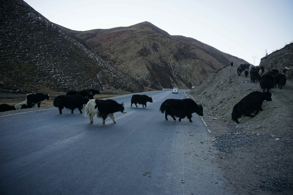 Yaks, you gotta love them. Huge, imposing beasts, but as skittish as chickens, you never new which way they would scatter and they were always wanted to be on the other side of the road whenever I was carooming down a fast descent - usually singing 'Hey Ya(k)' at the top of my voice.