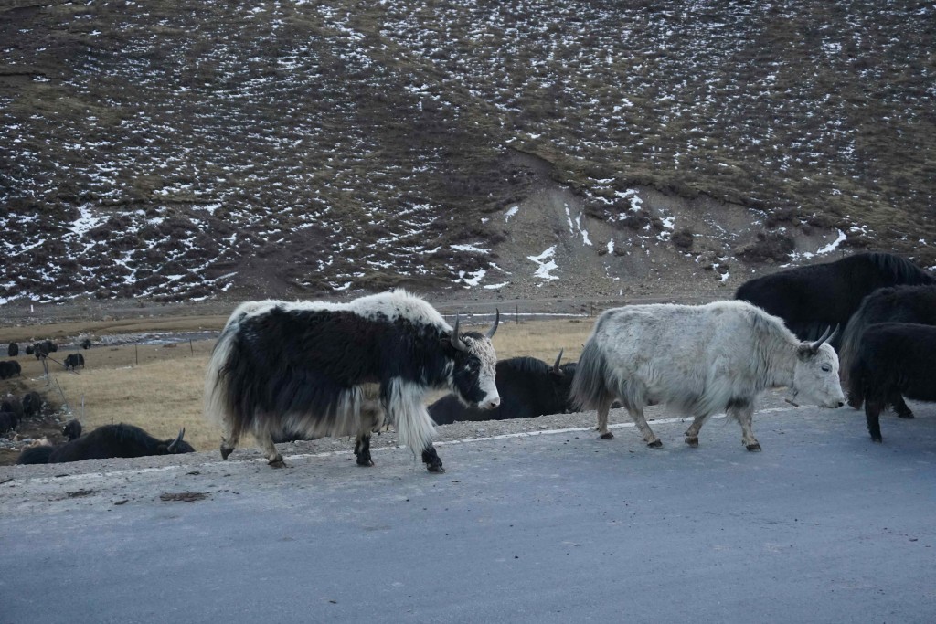 Yaks (three different kinds).