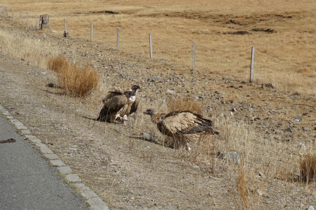 Vultures near Xiewu