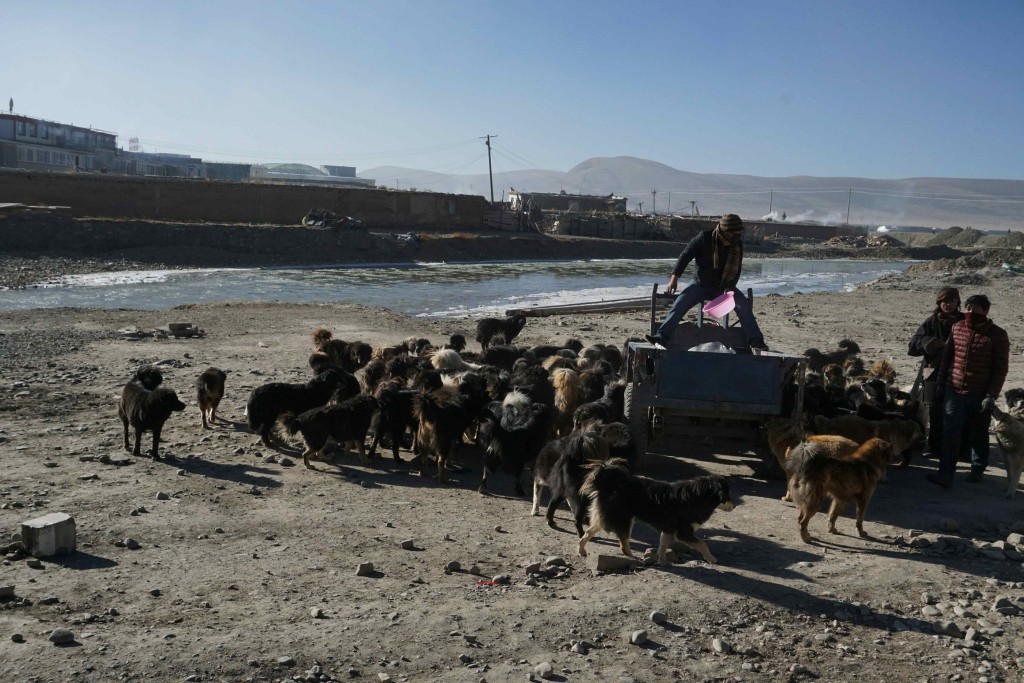 Feeding time in Serxu, absolute bedlam.