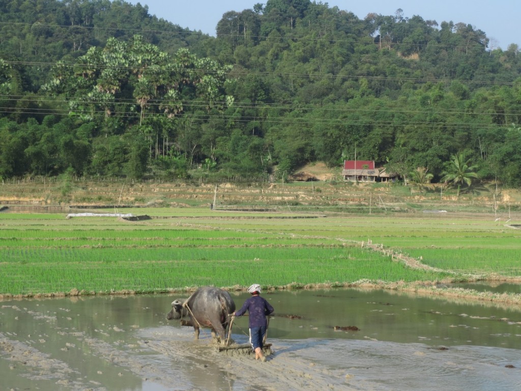 Paddy ploughing in near Ninh Binh, northern Vietnam