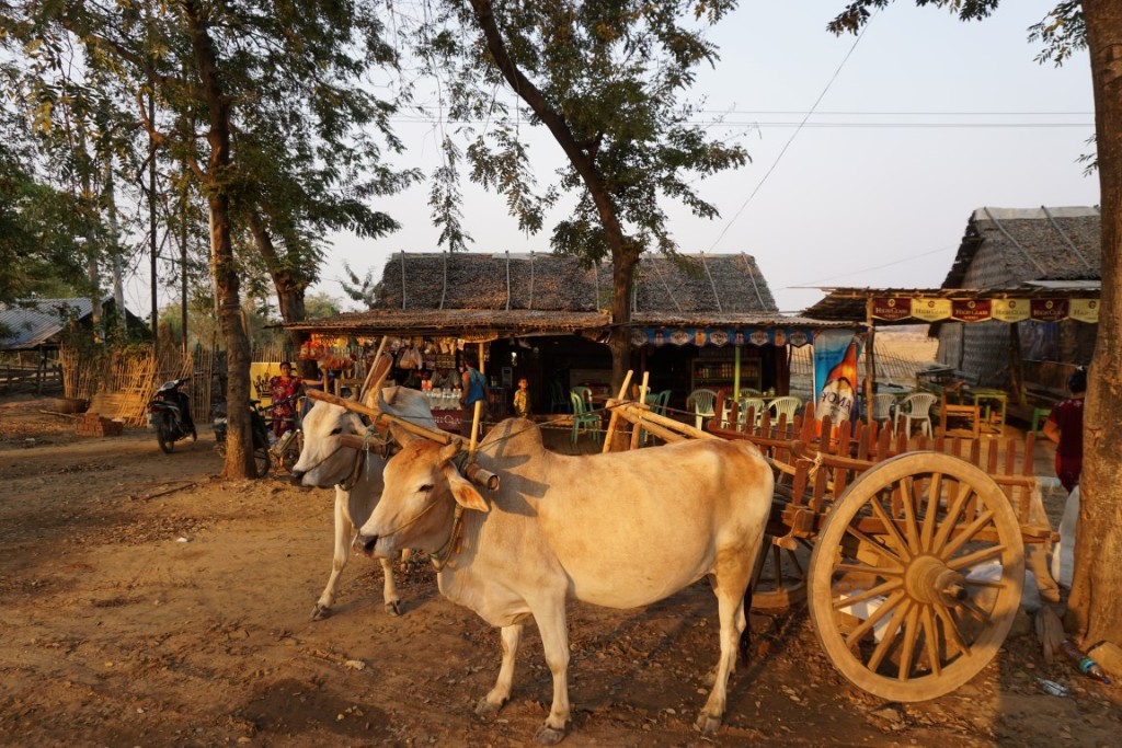 Ox cart on the road to Bagan